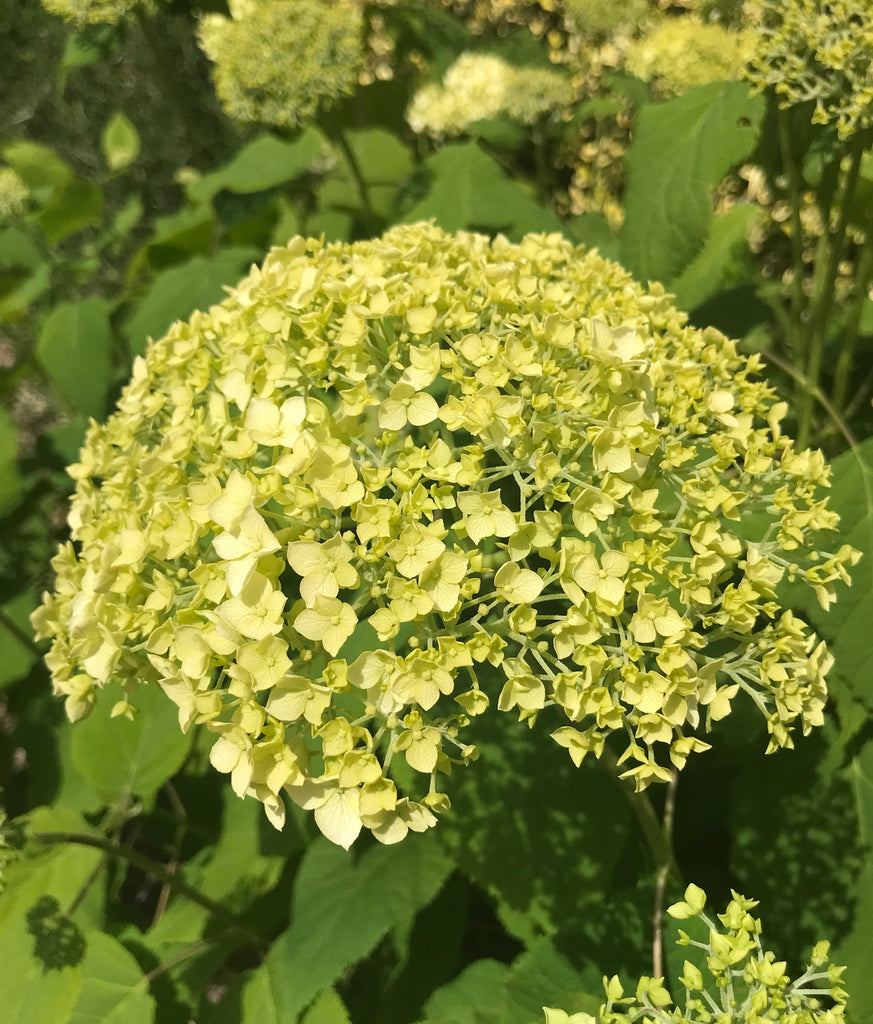 Why do cut hydrangeas wilt? MeadowSweet Posies
