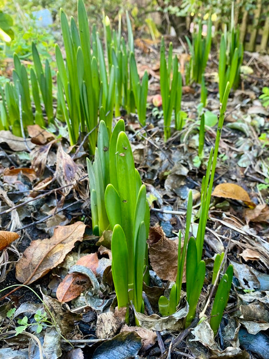 New daffodil shoots bursting out of the ground