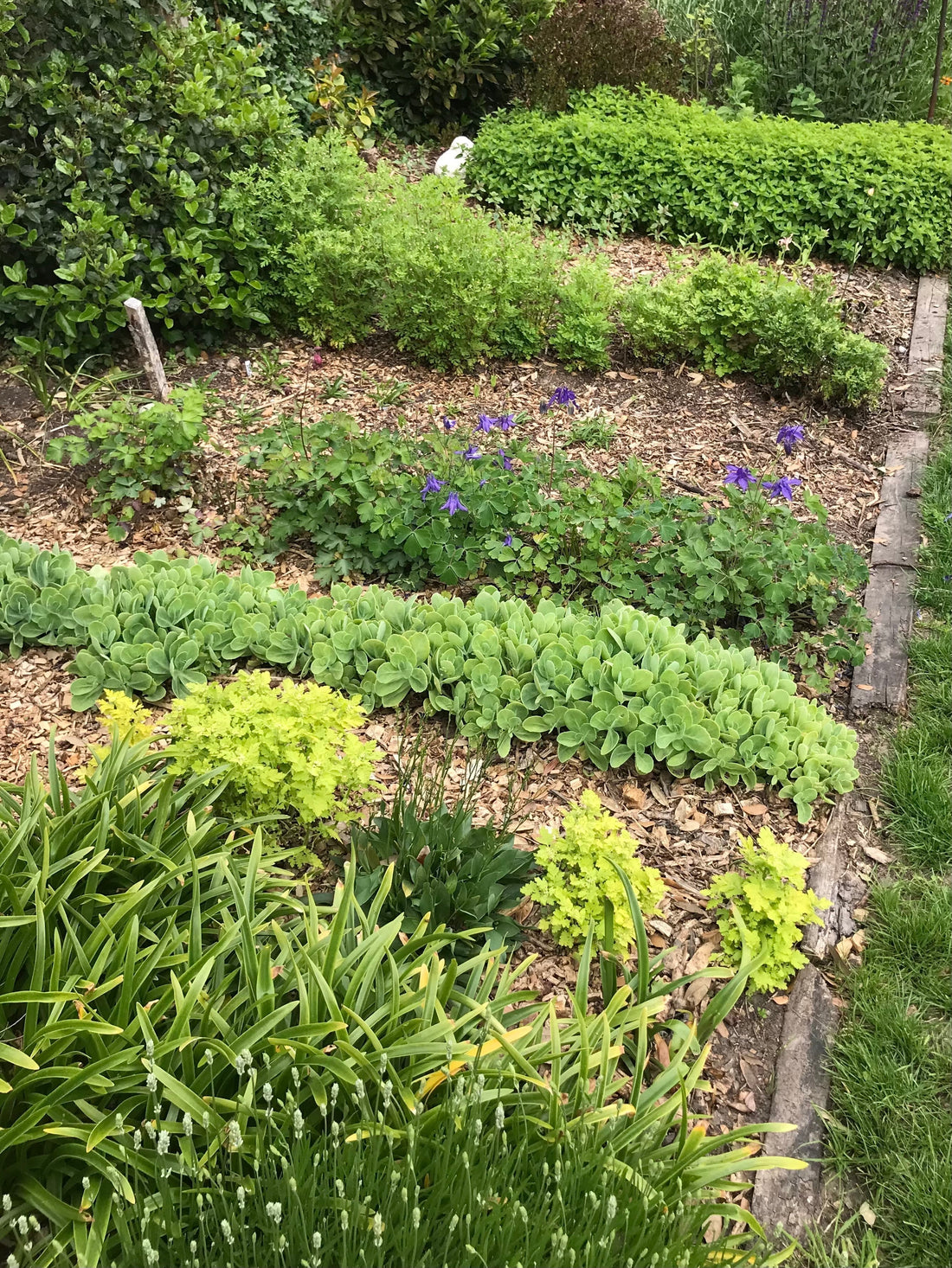 British grown small scale outdoor flower farm