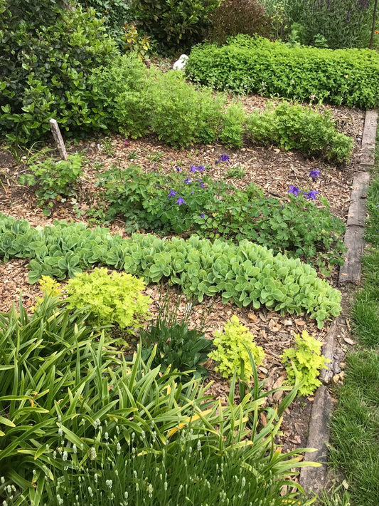 British grown small scale outdoor flower farm