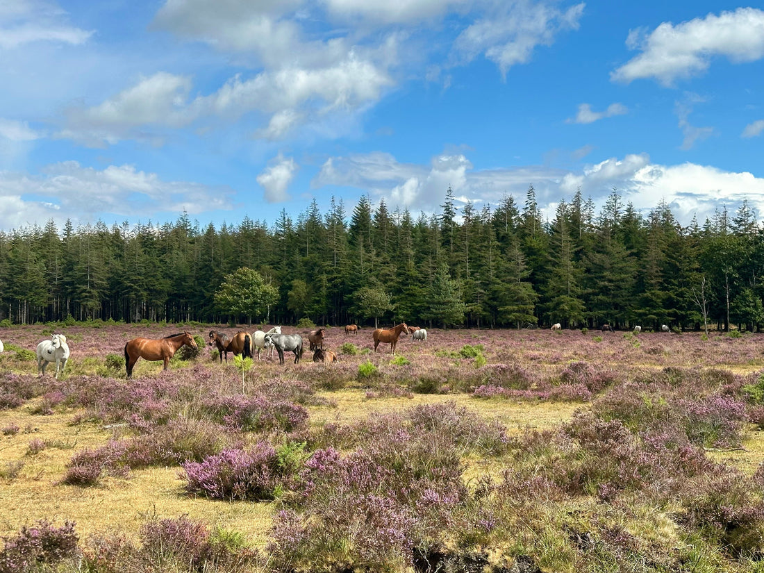 The New Forest at the end of the summer drought 2026