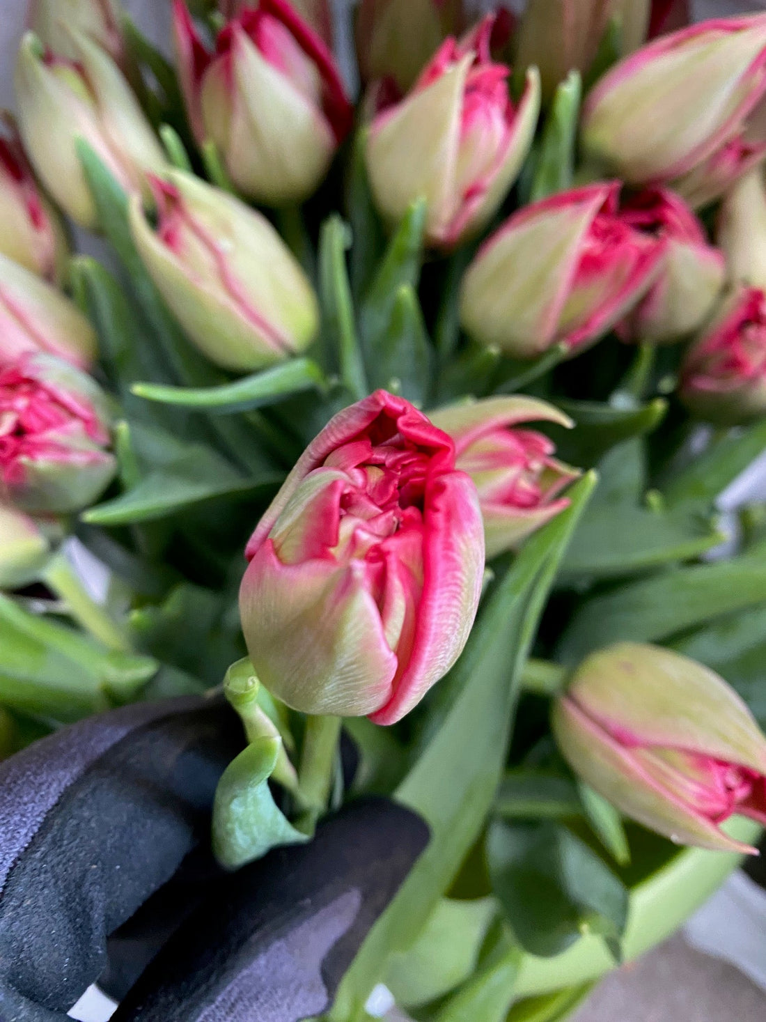 British grown double red tulips from Norfolk great for Valentines