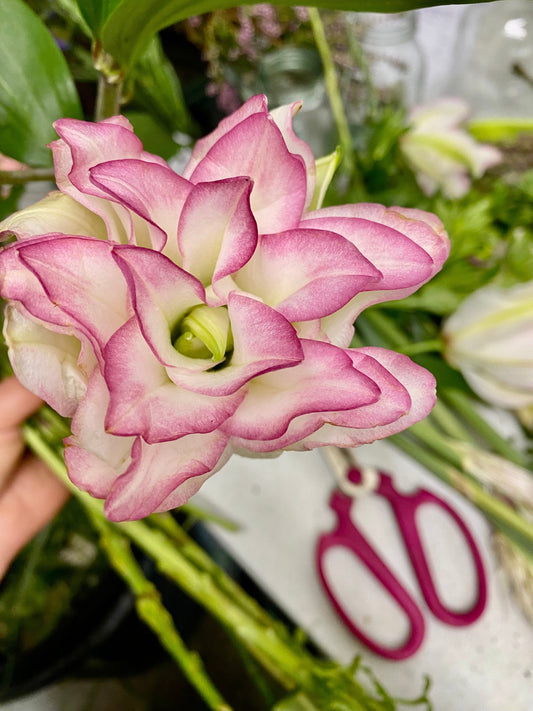 Fragrant Anouska roselily grown in Lincolnshire