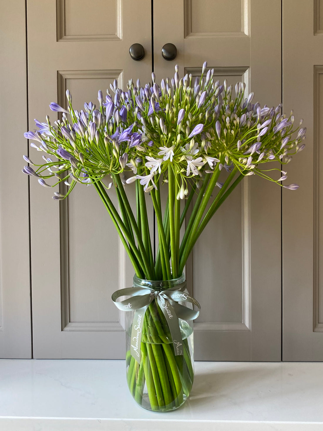 British-grown blue agapanthus is our Pick Of The Week 