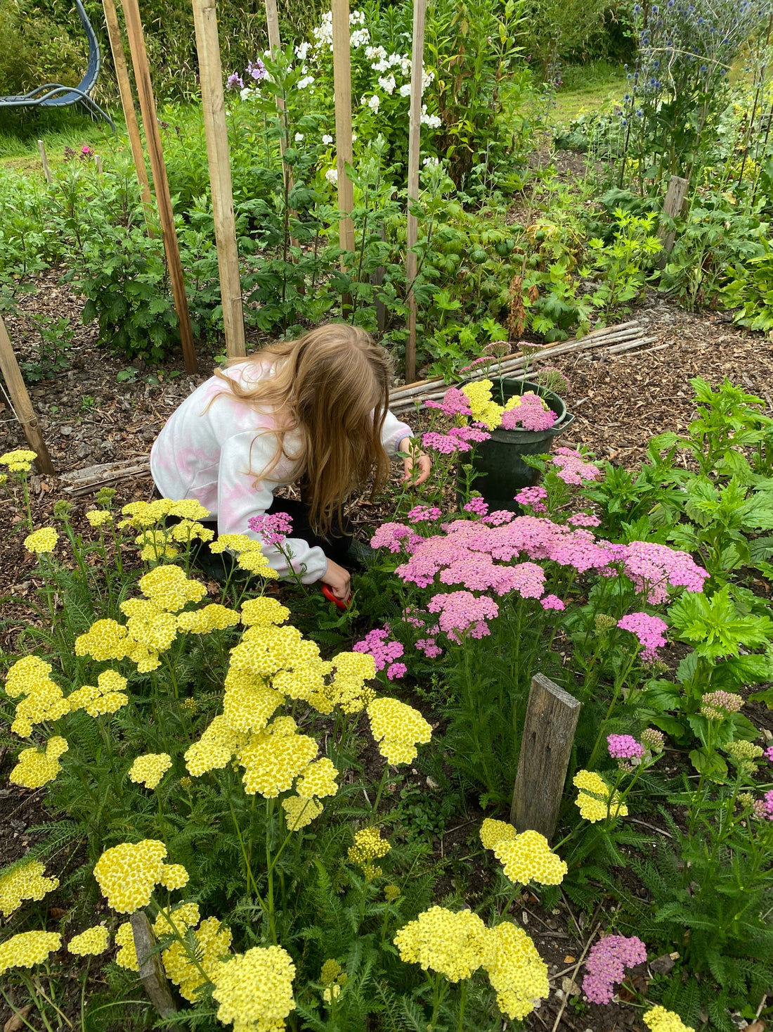 Girl picking yellow and pink British grown flowers in a cutting garden