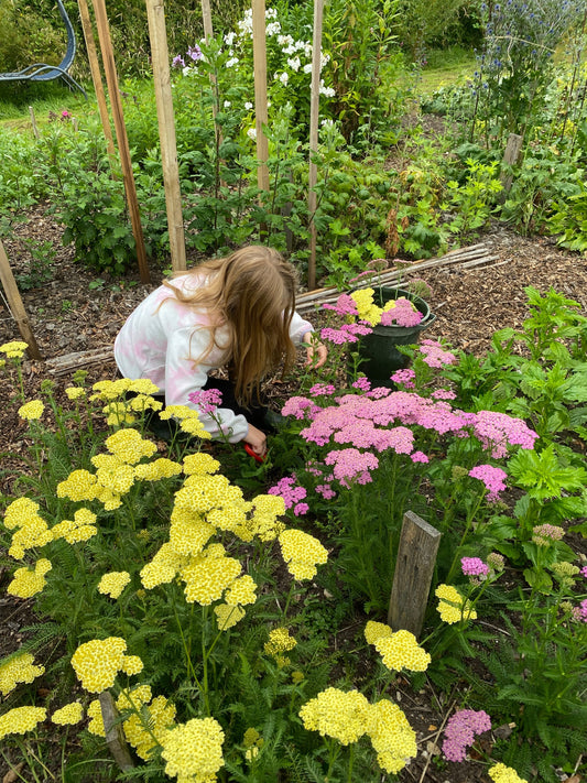Girl picking yellow and pink British grown flowers in a cutting garden