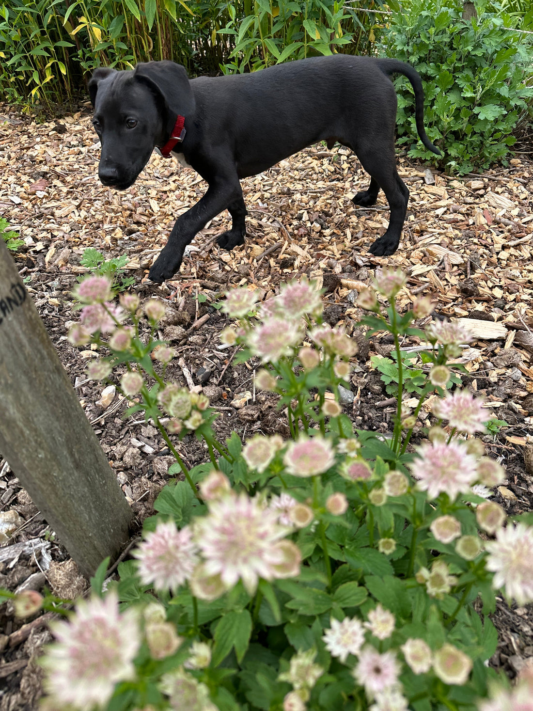 Cute black puppy in the flower cutting garden with astrantia