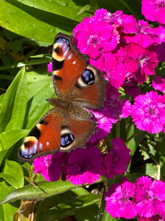 Peacock butterfly on sweet William flower in sunshine 