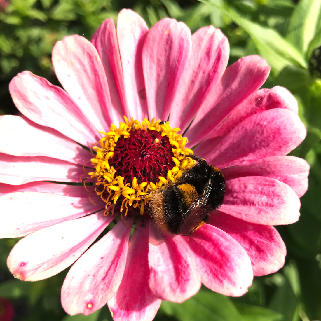 A bumble bee having a nap on our zinnia flower