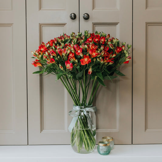 Alstroemeria 'Florentina' Pick Of The Week by MeadowSweet