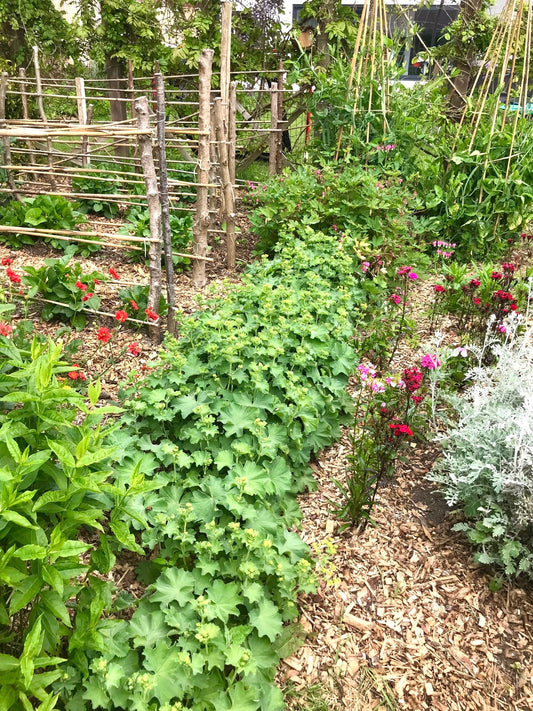 Cut flower garden