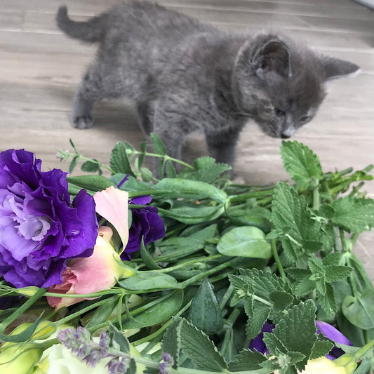 Kitten with safe cut flowers