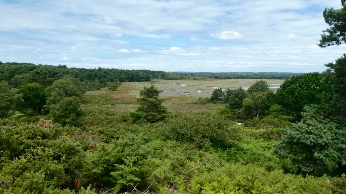 A rewilding project in the Purbecks, Dorset