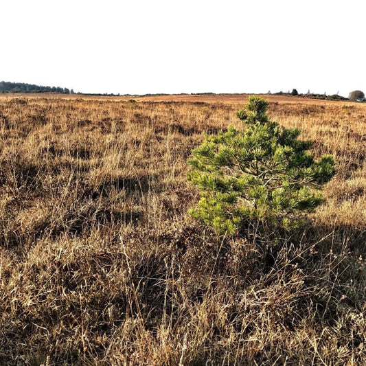 Heathland Wreath