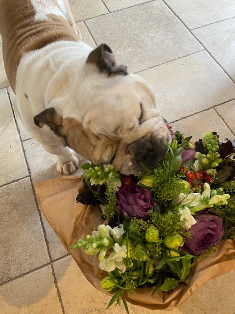 Harry Rednapp's dog getting stuck in to a beautiful bouquet of British, seasonal flowers from MeadowSweet Posies